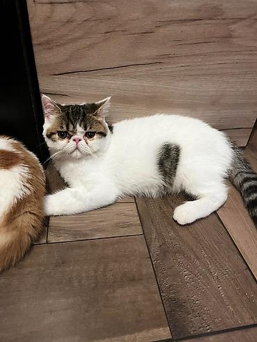 Mačke: Na prodaju egzotični kratkodlaki mačići (Exotic Shorthair) — 3