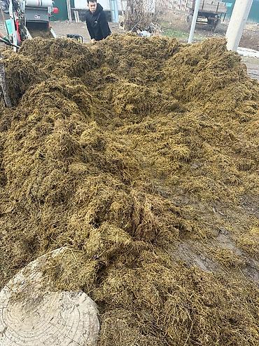 Корма для с/х животных: Кукурузный силос 7 сом + доставка сенаж 8000 сом + доставка качества — 7