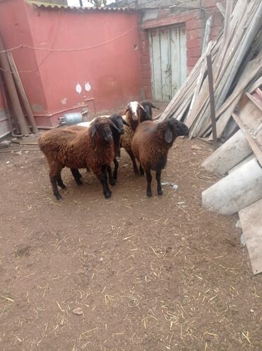 Qoyunlar, qoçlar: Erkək, Qala, il: 1, Damazlıq, Ətlik, Ünvandan götürmə — 18