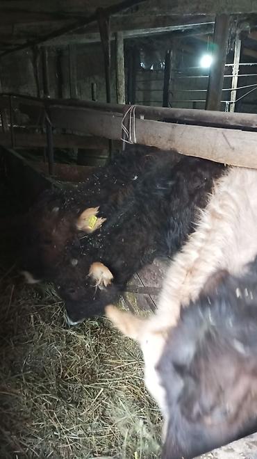 Коровы, быки: Продаю | Тёлка — 4