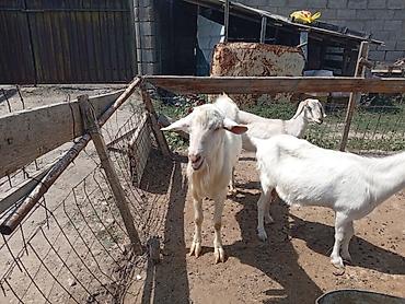 Козы, козлы: Продаю | Коза (самка) | Для молока | Племенные — 5