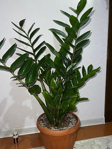 Женское счастье (Спатифиллюм): Комнатные растения — декоративнолистные сорта 1) Спатифиллум (на фото — 2