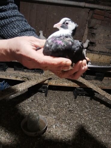 Göyərçinlər: Ağ rəng üstünlük təşkil edən ev göyərçinləri – dəst halında. - — 8