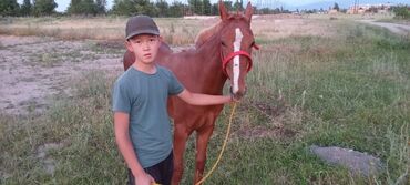 лошадь кыргызстан: Продаю | Жеребец | Полукровка | На забой, Для разведения, Рабочий | Племенные