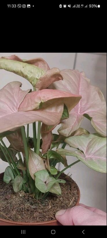 Ostale kućne biljke: Singonium pink