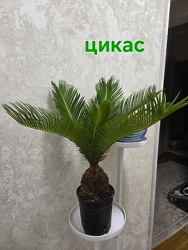 Аглаонемы: Комнатные растения в горшках: 1) Аглаонема (пестролистная) — — 2