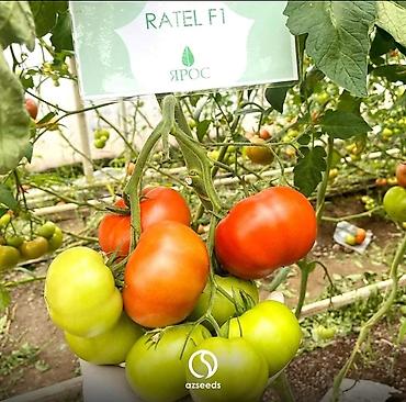 sitili: SSitil qablari viol 104 sitil qabi torf250 litrlik ekolay 20 litr — 7