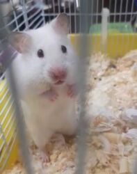 белые крысы: ПРОДАЮ СИРИЙСКИХ ХОМЯЧКОВ,А ТАК ЖЕ КЛЕТКИ,КОРМ,ОПИЛКИ,ПРОГУЛОЧНЫЕ