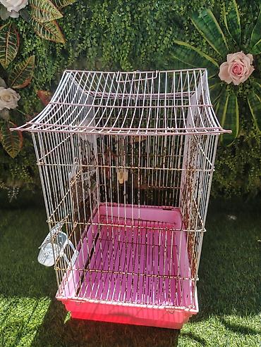 bulbul qefesi: Hündürlüyü 48sm, uzunluğu 40sm, eni 30 sm, diametri 60 sm Ən böyük — 5