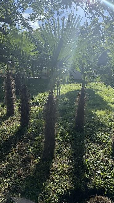 Деревья: Trachycarpus fortunei (yelpik formalı yarpaqlı xurma palmaları) – — 10
