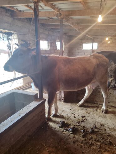 породистые коровы в бишкеке: Продаю | Корова (самка) | Швицкая | Для разведения, Для молока | Стельные
