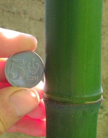 Декоративные деревья: Бамбук для сада и удочек. Саженцы. Идеален для изготовления удочек — 2