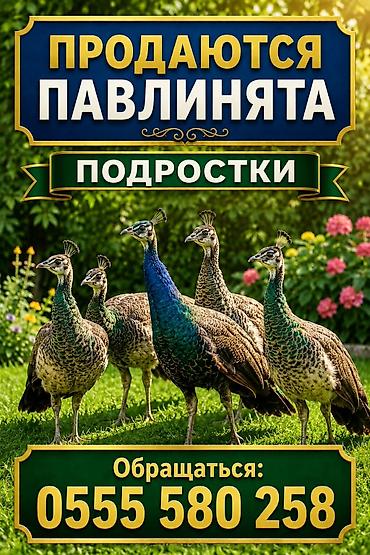 Павлинята-подростки. - Возраст: молодые особи (подростки), активные и