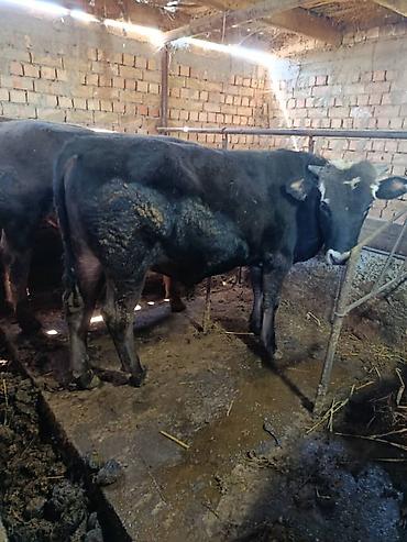 Коровы, быки: Продаю | Бык (самец) | На откорм | Привязанные — 5
