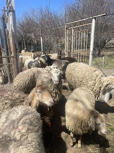 it satisi 2020: Qoyun və Keçi — təsərrüfat heyvanları - Növ: yerli qoyunlar və uzun — 10