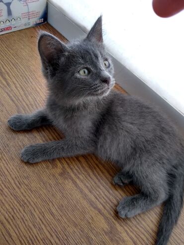 контейнер для животных: Отдам красивого серого котика в добрые руки, очень ласковый !