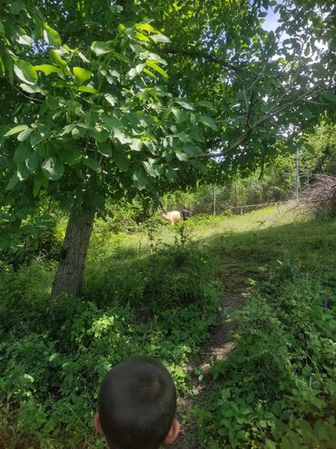 Torpaq sahələrinin satışı: 20 sot, Tikinti, Mülkiyyətçi, Kupça (Çıxarış), Texniki pasport — 7