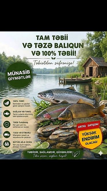 kirpi eti satışı: Salyan və Neftçalanın duzlu(şor), Tam təbii və təzə balıq – 100% — 1
