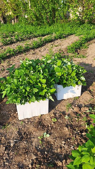 Малина: Саженцы малины. сорт полька - Сильные однолетние побеги с развитой — 13