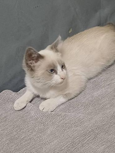 нужна кошка: Отдадим в хорошие руки 🤝 Котёнок активный и любопытный малыш. есть — 3