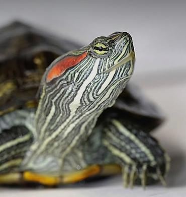 Красноухая черепаха (Trachemys scripta elegans) - Вид: полуводная