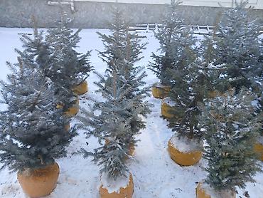 Декоративные деревья: Саженцы деревьев: Ели, Самовывоз — 4