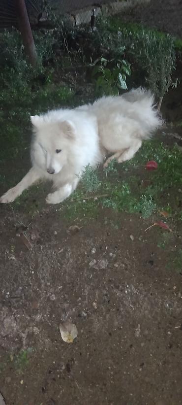 qiz ucun toy donlari: Samoyed, 11 ay, Erkək, Peyvəndli — 1