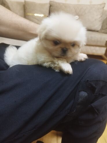 ağ itlər: Pekines, 2 ay, Erkek, Ünvandan götürmə
