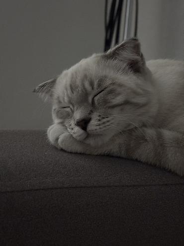 вислоухая кошка цена: Шотландский вислоухий котёнок 5 месяцев, пол женский. Аккуратная — 2