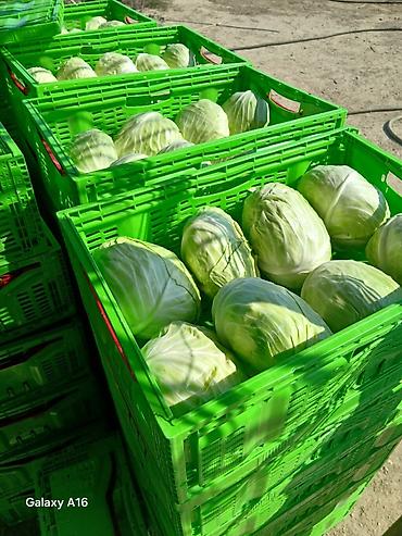 topdan baliq satisi: Ağ kələm – topdan satışı 0.60 qepiy - Növ: Ağ baş kələm (yuvarlaq və — 4