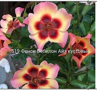 Rose saplings: Кустовые розы — сорта: - Э Шропшир Эд (№534): густомахровые — 16