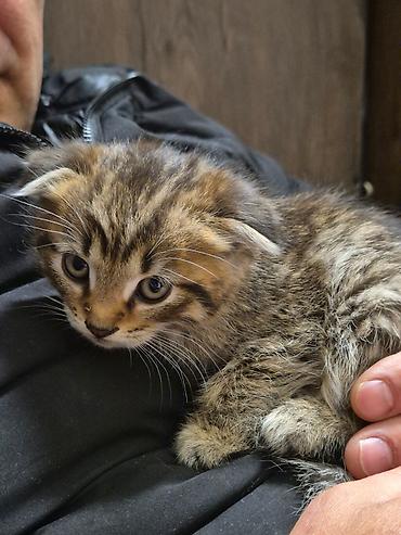 Үй жаныбарлары: Отдам даром котят — 3