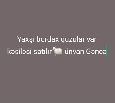 sudluk inekler satisi: Məhsul: Bordax quzular Təsvir: Kəsim üçün bordax quzular mövcuddur