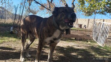 купить хаски щенка: İt – böyük cüssəli, qısa tüklü, tünd-qəhvəyi/brindle rəngdə. Aşağıdakı