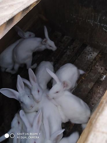 Dovşanlar: Ağ albinos dovşanlar – eyni yuvalamadan olan bir neçə baş. 8 ildir — 4