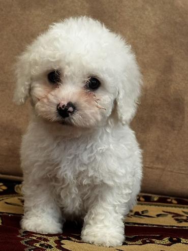 İtlər: Bişon Frize — 12