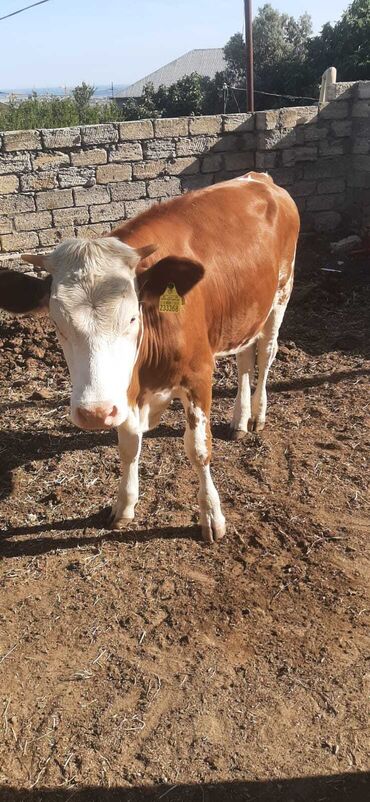 kreditle inekler: Dişi, Simental, il: 1, Ətlik