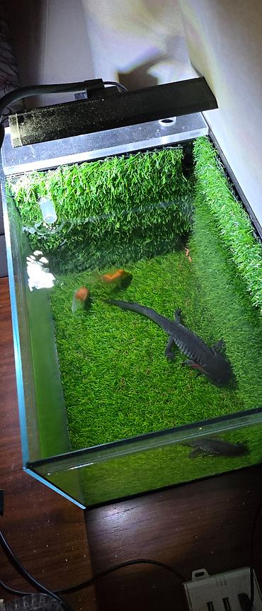 Akvariumlar: Əl işi olan müəllif dizaynlı zavod akvariumu satılır, ölçüləri — 4