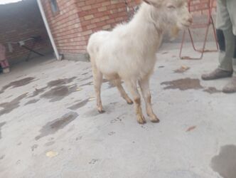 сколько стоит собака породы доберман: Продаю | Козёл (самец) | Зааненская | На забой, Для разведения | Осеменитель, Племенные