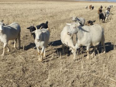Козы, козлы: Продаю | Коза (самка) | На забой, Для молока — 9