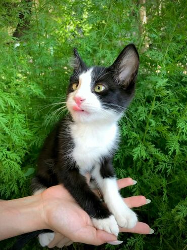 Животные: Отдаю в добрые руки мальчика котенка Возраст 3 месяца Приучен к лотку