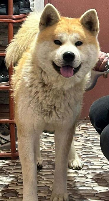 anadolu çoban iti: Akita-inu — 1