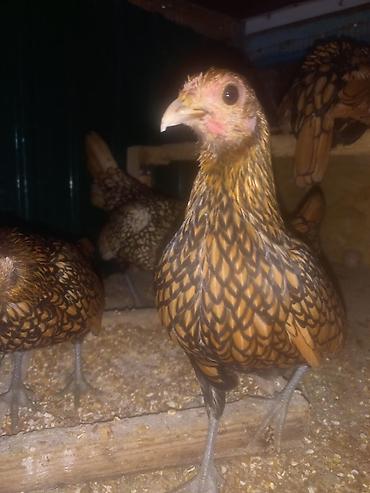 Куры, петухи: Продаю | Куры | Для разведения — 8