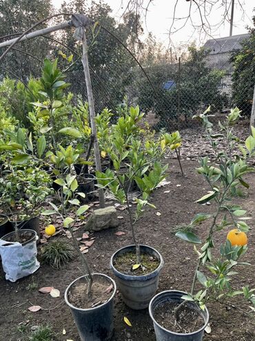 Tinglər: Məhsul: İynəyarpaqlı dekorativ ağac və xurma tingləri - Thuja/Kiparis — 10