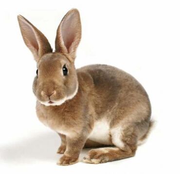 мясо кролика цена за 1 кг: Продаю мясо кроликов. Домашнее. Свежее на заказ.
Можно оптом