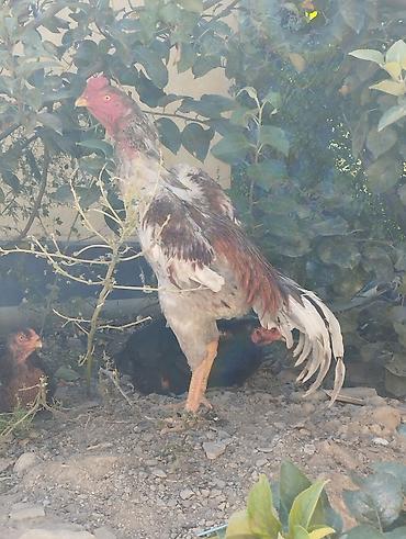 отдам даром попугая бишкек: Февраль жожо вес 4ойдо — 1