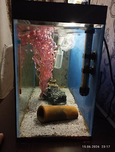 akvarium bitkileri: Dördbucaq akvarium, Balıqlarla birlikdə, 40 l, Ödənişli çatdırılma — 4