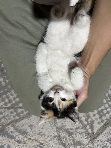 scottish fold: Кошка даром: Скотиш Страйт (Шотландская прямоухая), 1 месяц, Девочка, Приучена к лотку — 2