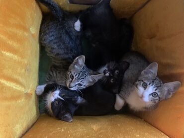 отдам котята: Кошка даром: Беспородная, 3 месяца, Мальчик
