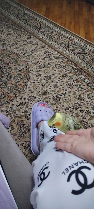 dele satisi: Ele oyresmis dislemeyen korelladir.kimse oyanmasa ses — 4